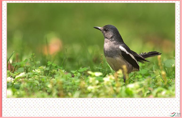 青青绿草地---鹊鸲