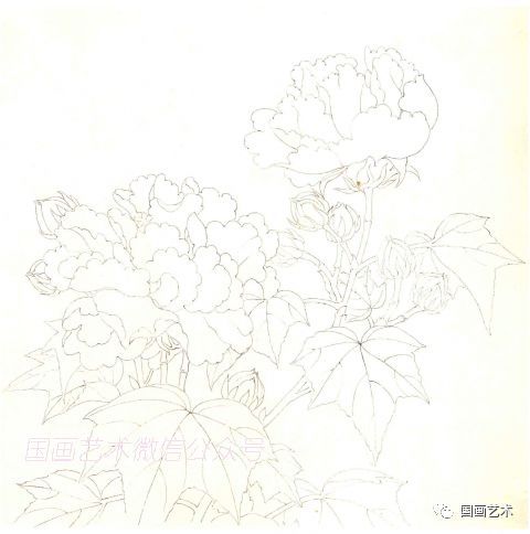 图文教程临红白芙蓉图画法步骤