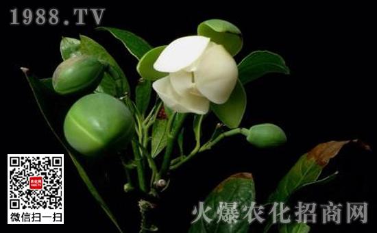 夜合花怎么养夜合花的家庭养殖方法