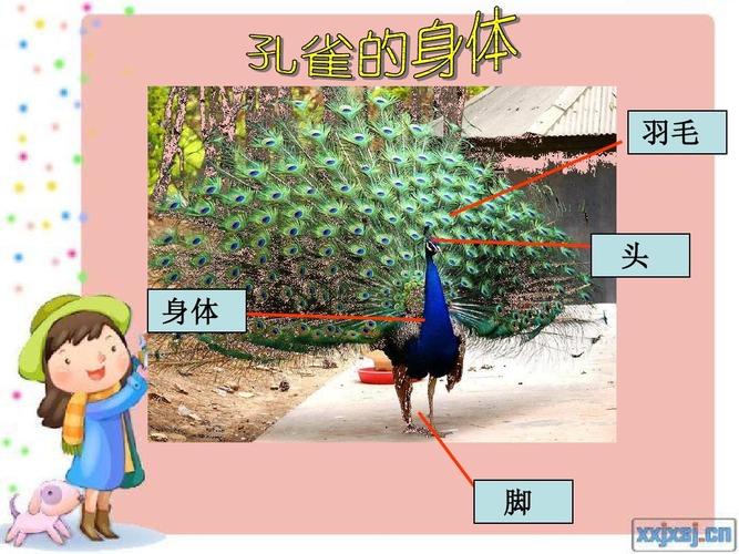 二年级下册 第七课 美丽的孔雀