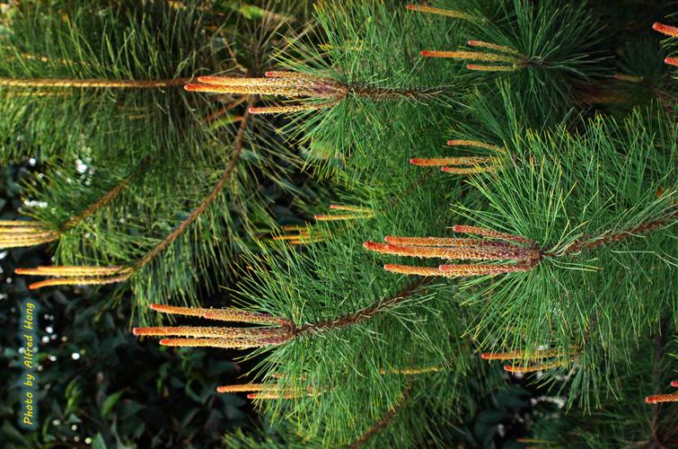 标题:松树花开!