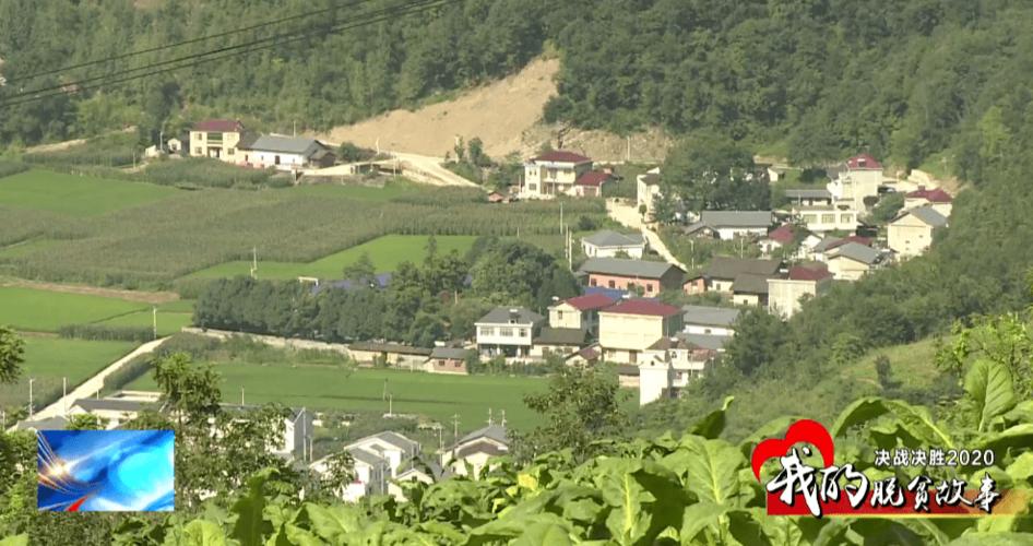 我的脱贫故事中坝乡收获黄金叶烤出增收路