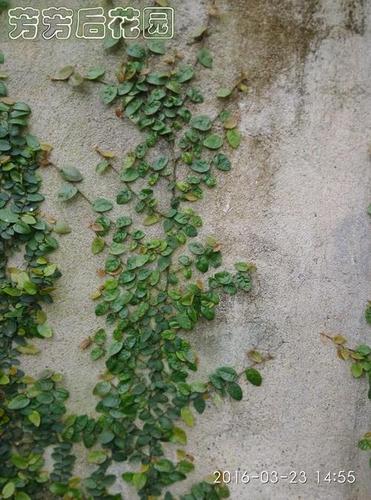 用爬山虎植物贴的手抄报 植物园手抄报