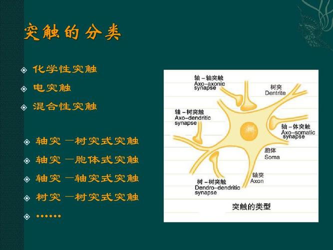化学性突触 电突触 混合性突触 轴突—树突式突触 轴突—胞体式突触