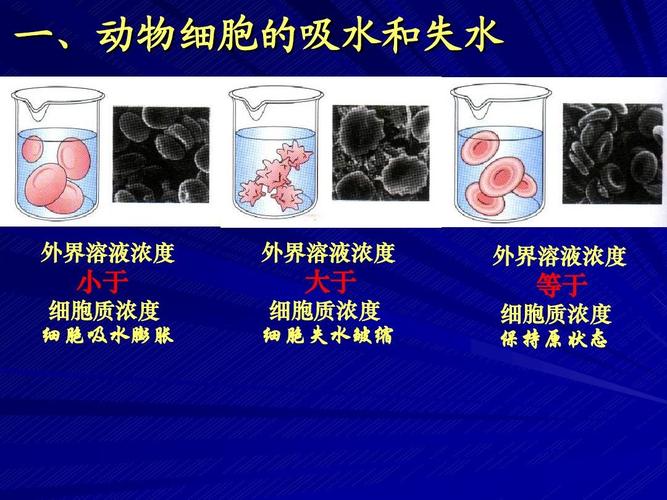人教版教学课件物质跨膜运输的实例(1)ppt 一,动物细胞的吸水和失水