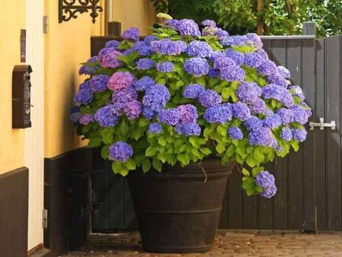 无尽夏绣球花的应用