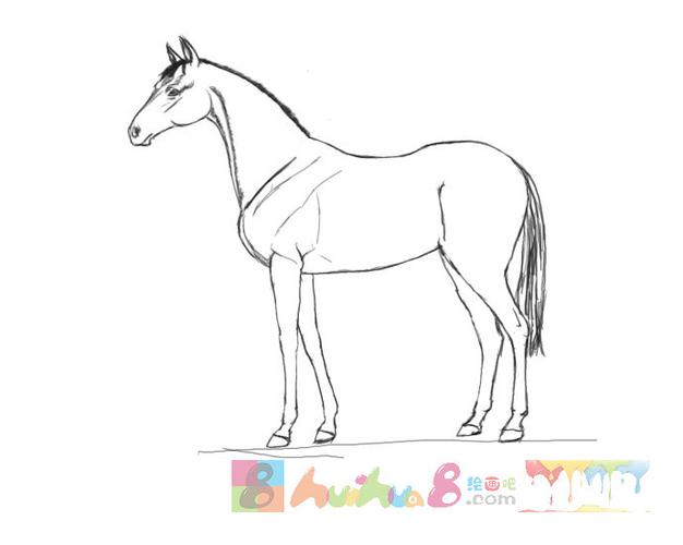 可爱动物简笔画大全-马儿吃奶(6)