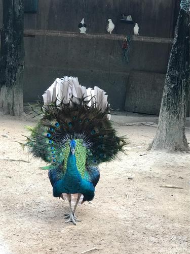 周末游·稠州动物园·孔雀两次为大大宝开屏