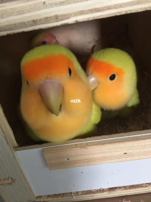 牡丹鹦鹉-金面澳桂_牡丹_宠物_宠物其他