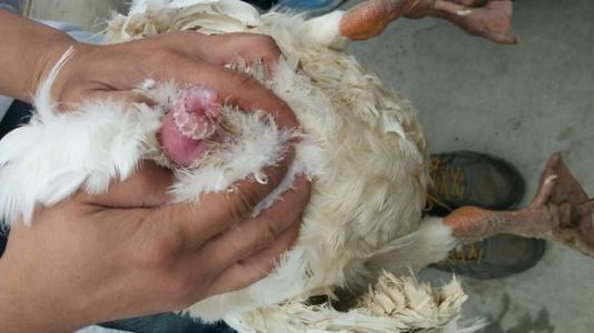 怎样辨别大鹅的公母图片