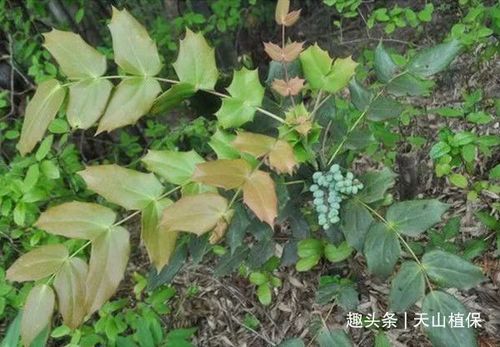 农村这种八角刺全身能入药当下卖15一斤可惜还有人不了解