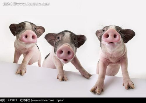 三只可爱的宠物小猪摄影图片