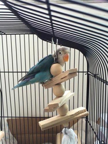 牡丹鹦鹉金桃紫罗兰