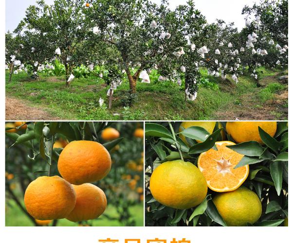 供应四川丹棱县特产新鲜水果春见 耙耙柑批发 现摘现发量大从.