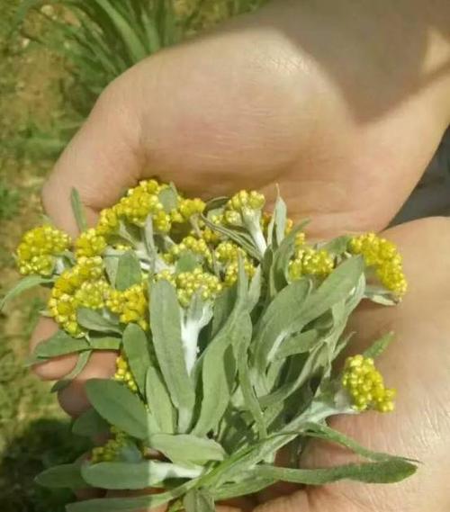 有一种武冈美食叫水密花粑粑,相当美味,你吃过吗?