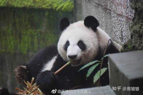 大熊猫胖达中谁比较帅(美),比较能吃的都有谁?