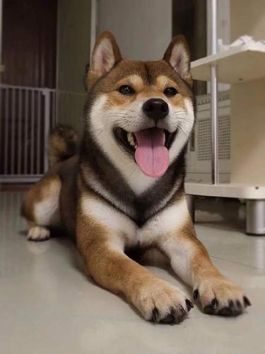 二,柴犬的分类标准:体型. 柴犬按照体型可以划分为两种品类: 1.