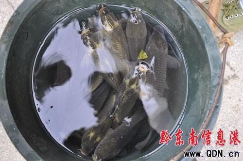 买三斤田鱼全部是假货田鱼塘鱼咋分辨图