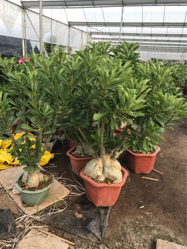 沙漠玫瑰 高度1米 阿拉伯沙漠玫瑰 肯尼亚沙漠玫瑰 泰国沙漠玫瑰