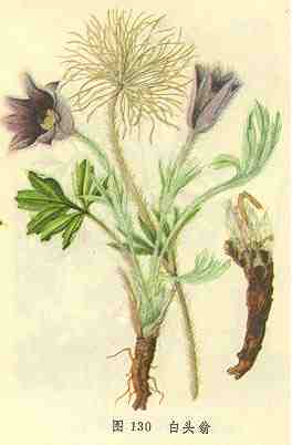白头翁 >>中医中药秘方网