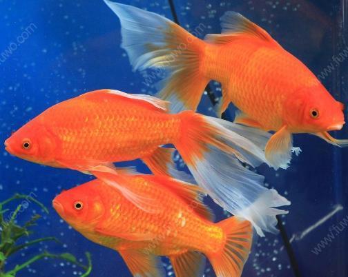 如何饲养草金鱼