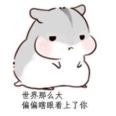 仓鼠表情包老婆早吖