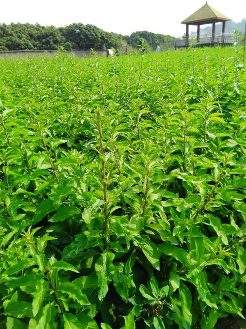 枸杞苗枸杞叶苗野生小叶枸杞苗带根老梗枸杞叶菜种苗带根带泥