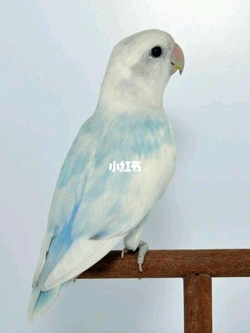 桃面类牡丹鹦鹉_鹦鹉_牡丹_宠物_宠物其他
