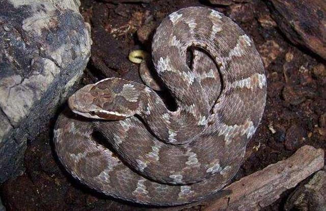 农村常有的土公蛇毒性大吗