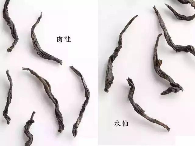 岩茶入门|如何分辨肉桂和水仙?