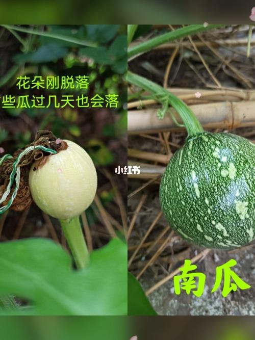 南瓜小知识_南瓜_知识科普_美食_美食其他
