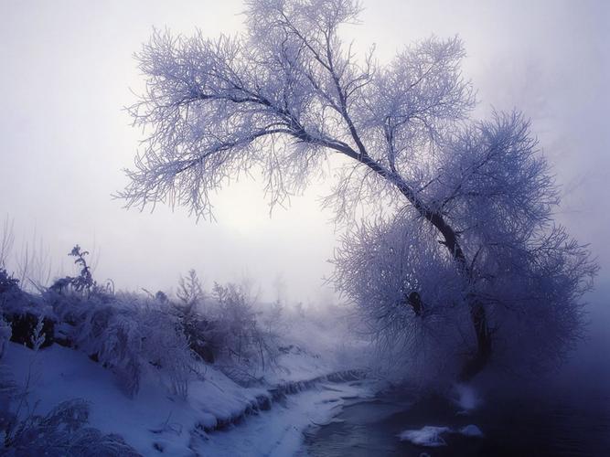 傲雪凌冬 绮丽世界