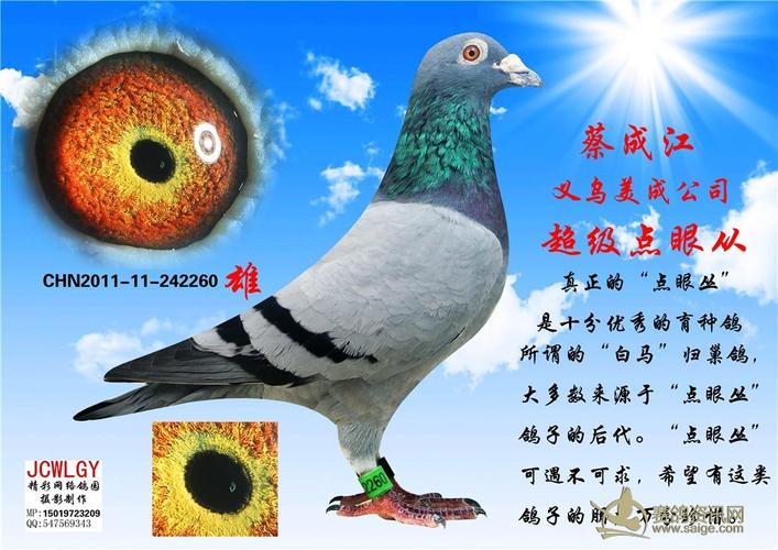 义乌美成公司-蔡成江 超级点眼丛种鸽【己售】