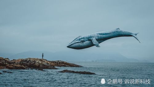 "鲸落"是鲸鱼最后的归宿?我们都错了,它可能还有另一种结局!