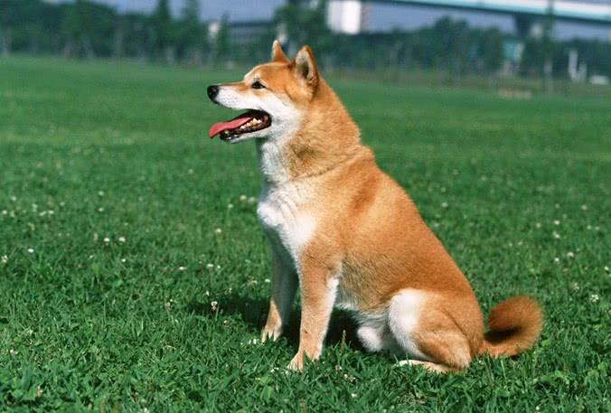为什么说中华田园犬都是土狗?它们的这两大本领远胜品种狗