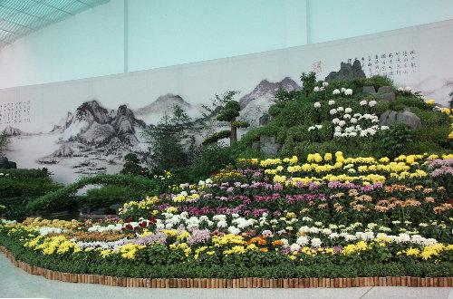 2010北京菊花文化节即将开幕