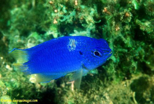 常见海水鱼品种介绍和饲养手册