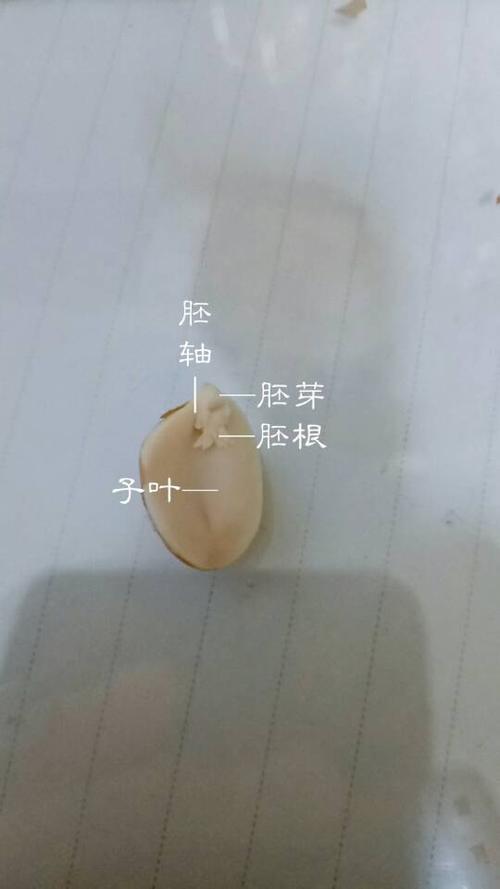 花生种子和玉米种子的基本结构