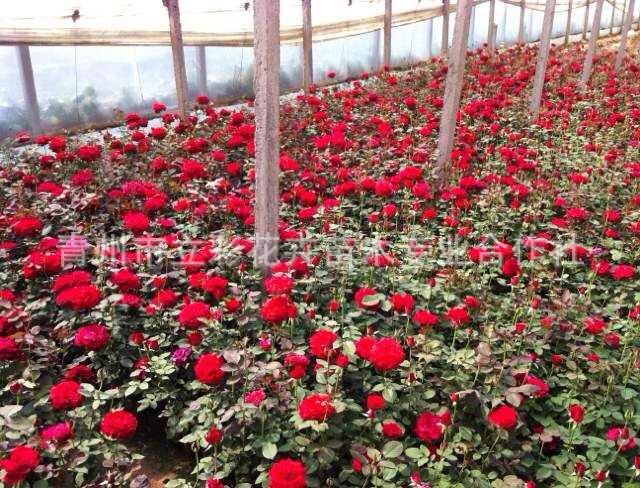 玫瑰月季 盆栽月季花苗 山东青州玫瑰月季批发基地