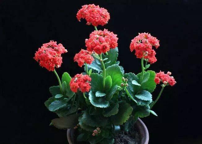 【美图欣赏】长寿花,送给所有老年朋友