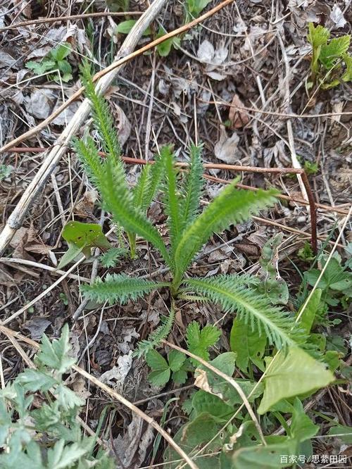 来自于大自然的馈赠,东北山区常见野菜合集