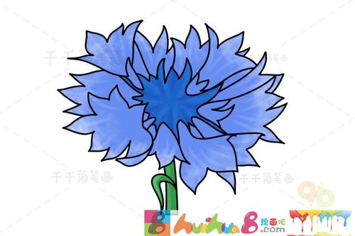 矢车菊简笔画步骤图