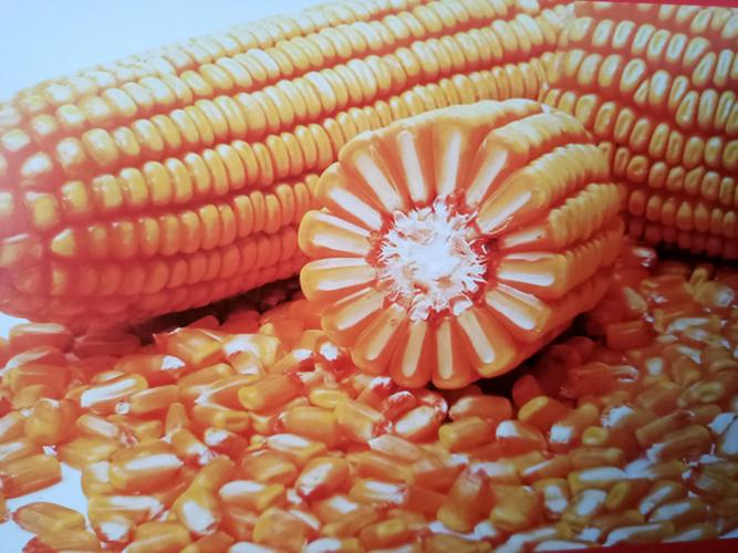 标准的马齿型玉米