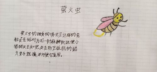 【北小庄完小】《昆虫备忘录》手抄报