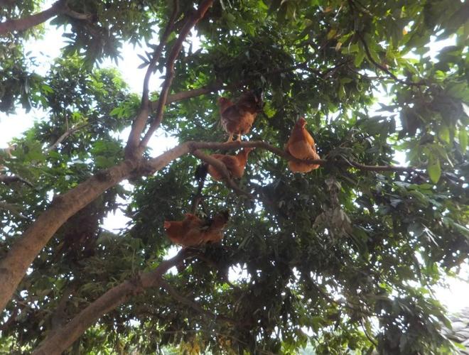 河南村自家果山熟鸡上市