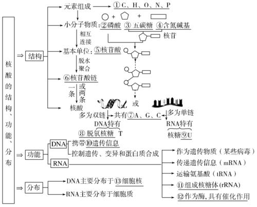 核酸是由核苷酸连接形成的,是遗传信息的携带者07蛋白质的结构和功能