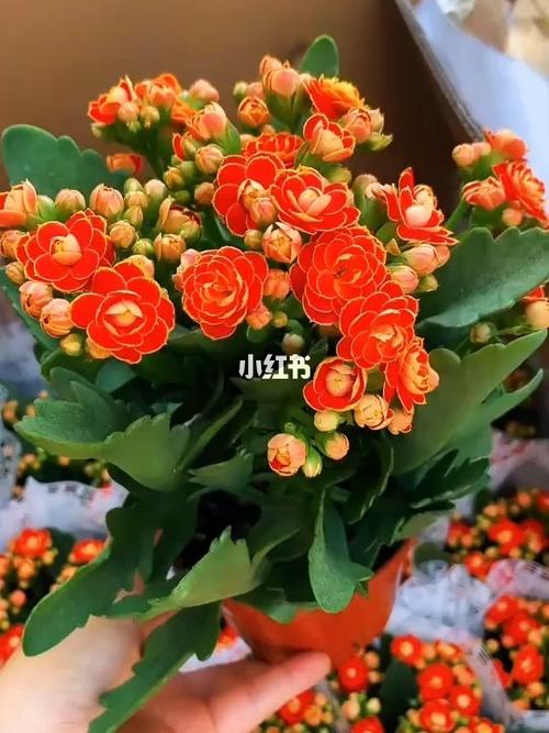 金狐狸长寿花_长寿花_金狐狸怎么样_绿植_花卉_花卉绿植_家居家装