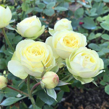 欧月奶油龙沙庭院植物花卉玫瑰盆栽月季花苗