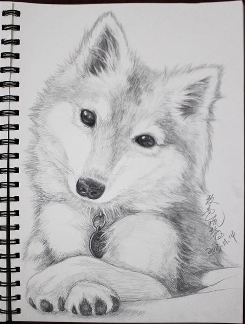 狗狗素描