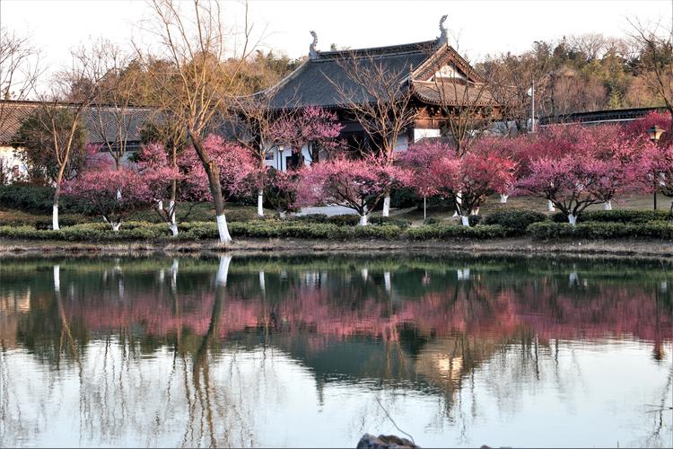 无锡荣氏梅园,苏州香雪海,常州红梅公园,都没有这么大的规模